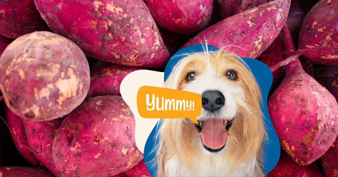 Patate dolci ai cani?