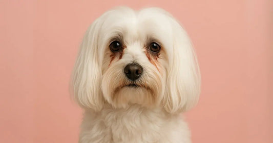 Cane Maltese che lacrima