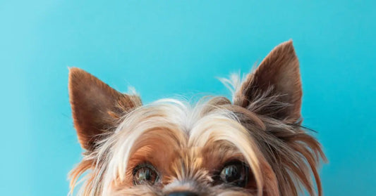 Alimentazione Yorkshire Terrier