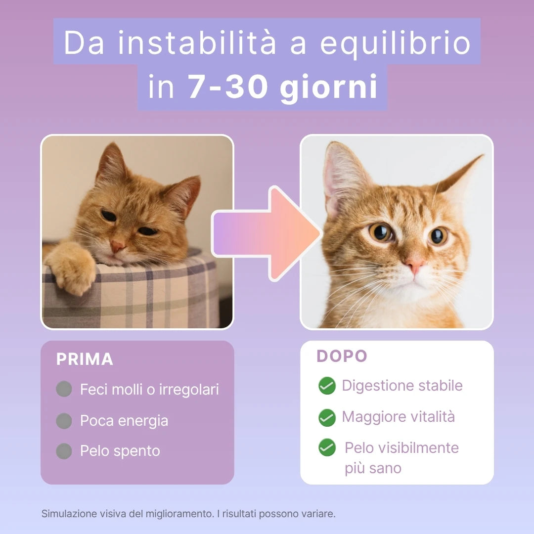 Gatto prima e dopo trattamento: da instabilità a equilibrio in 7-30 giorni, con digestione stabile e pelo più sano