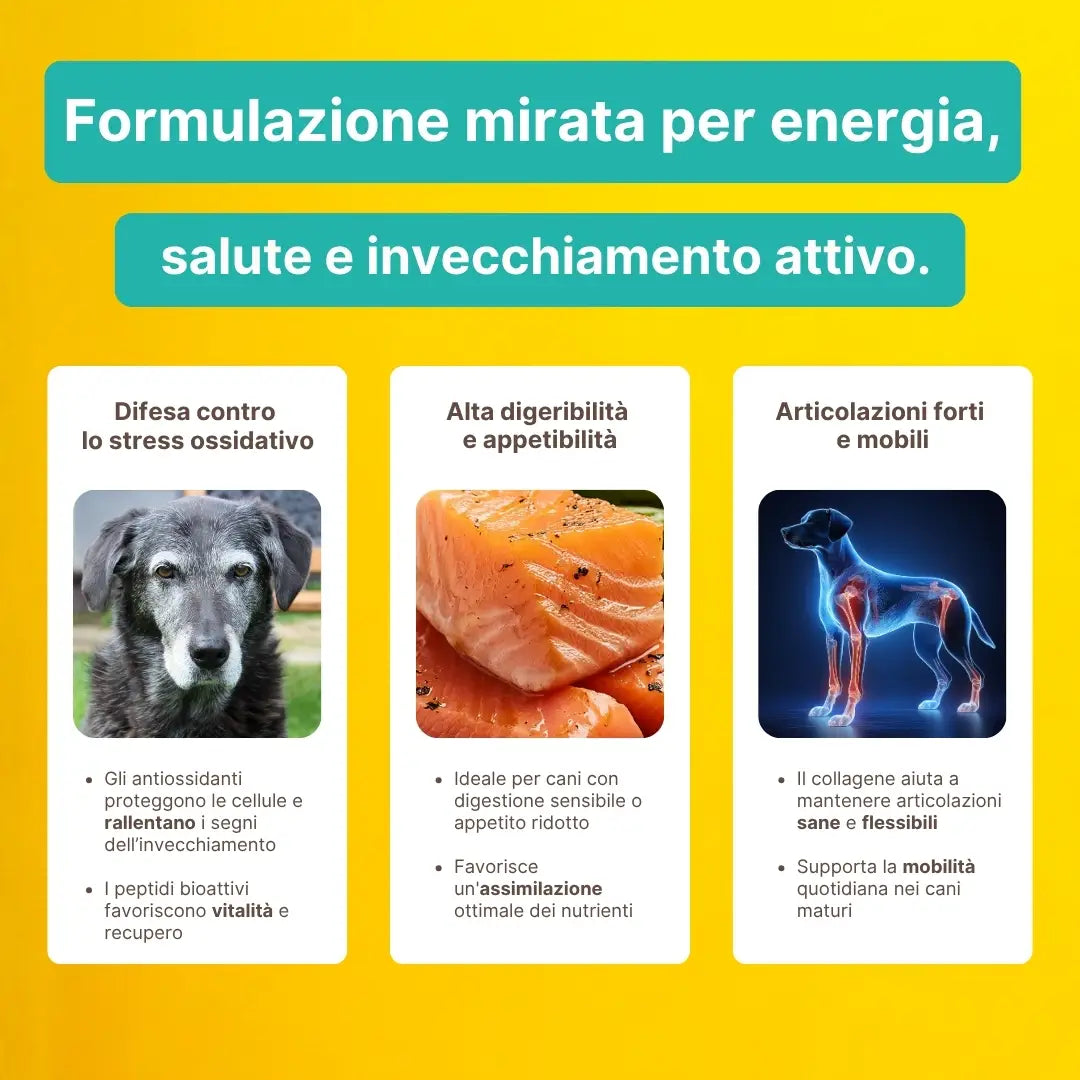 Crocchette per cani anziani con perdita di appetito