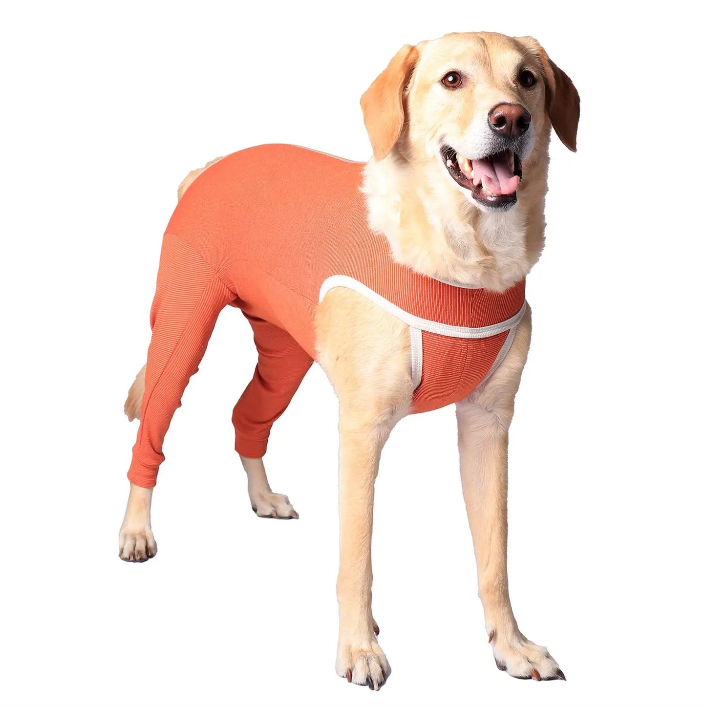 Body cane operazione zampe posteriori Animalside