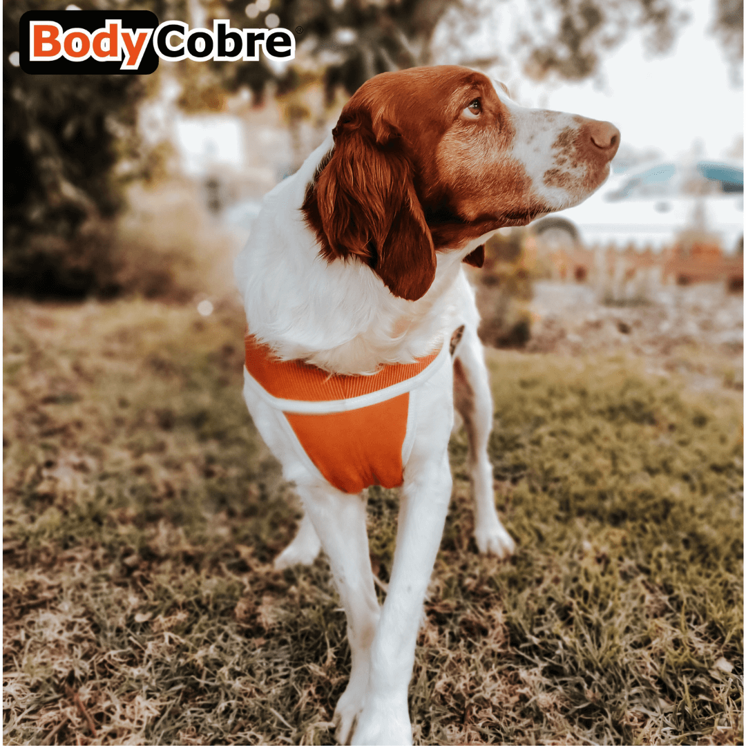 Cane a passeggio sul prato che indossa BodyCobre