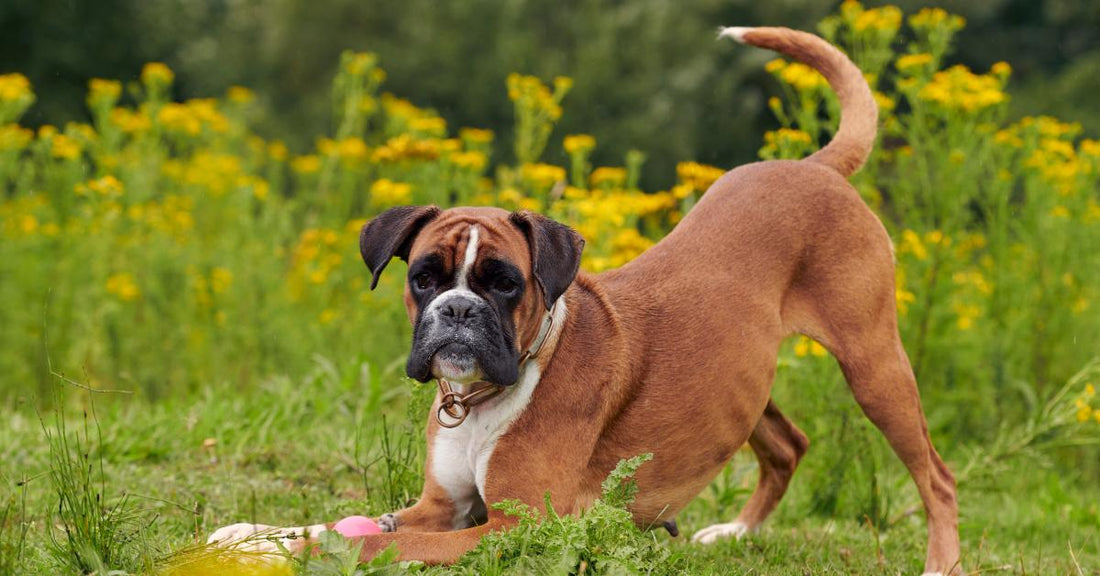 Boxer marrone con collare in erba tra fiori gialli, prodotti per benessere cani