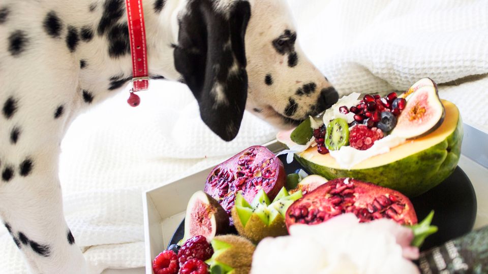 Dalmata con collare rosso che annusa frutta fresca, inclusi fichi, kiwi e melograno, per snack sani per cani.