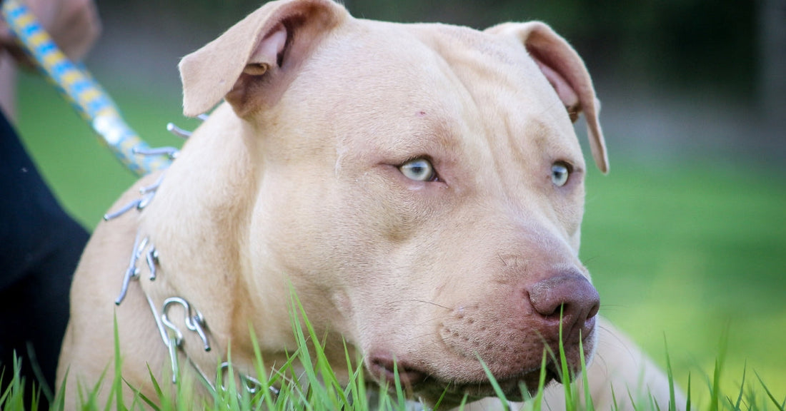 Cane pitbull con collare metallico sdraiato sull'erba, prodotti per benessere animale