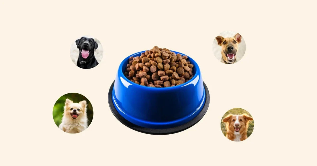 Ciotola crocchette per cani Grain Free