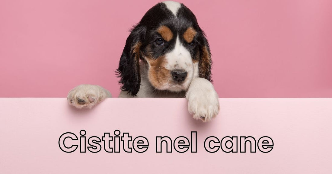 Cistite nel cane rimedi