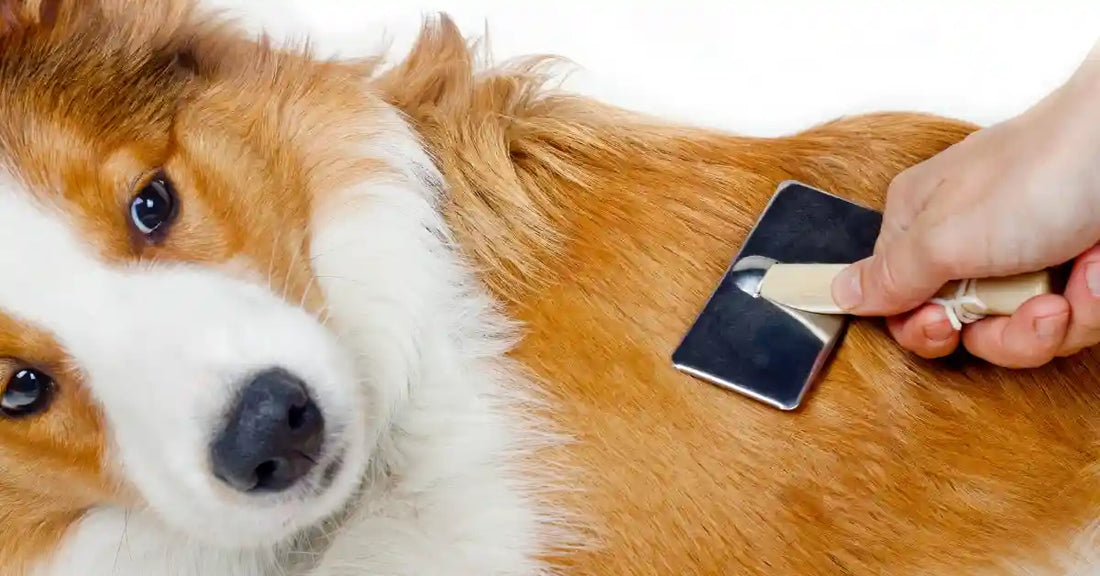 Cane con pelo lucido e sano dopo alimentazione bilanciata