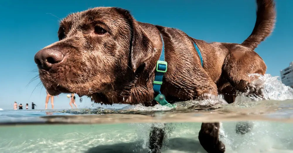 Labrador bagno al mare