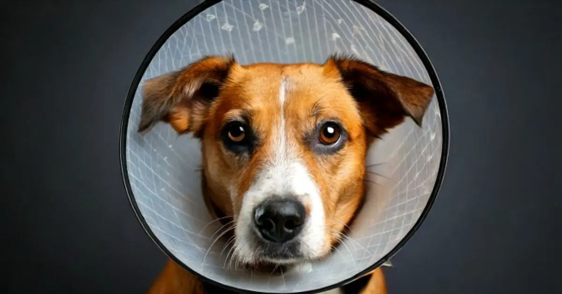 Cane con collare elisabettiano dopo intervento chirurgico, prodotti per benessere animale