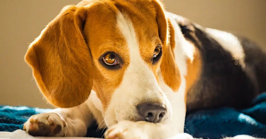 Beagle che si lecca le zampe