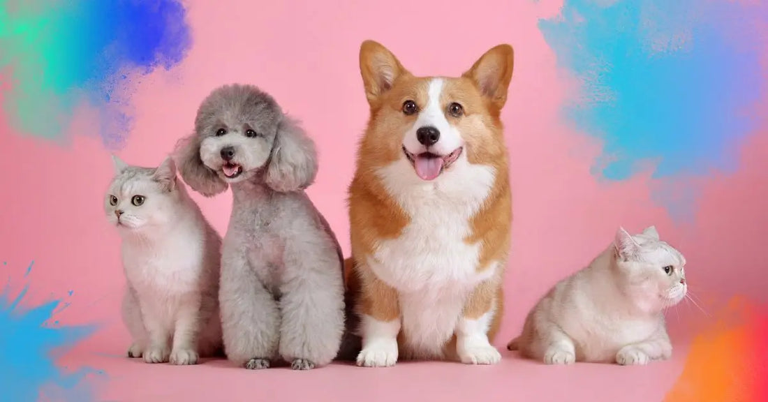 Cani e gatti felici insieme su sfondo colorato, prodotti per benessere animale