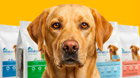 Cane Labrador con sacchetti di mangime animale per cani su sfondo giallo