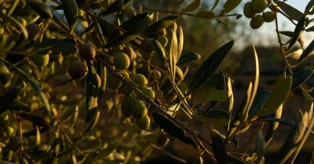 Estratto di olivo per articolazioni cane