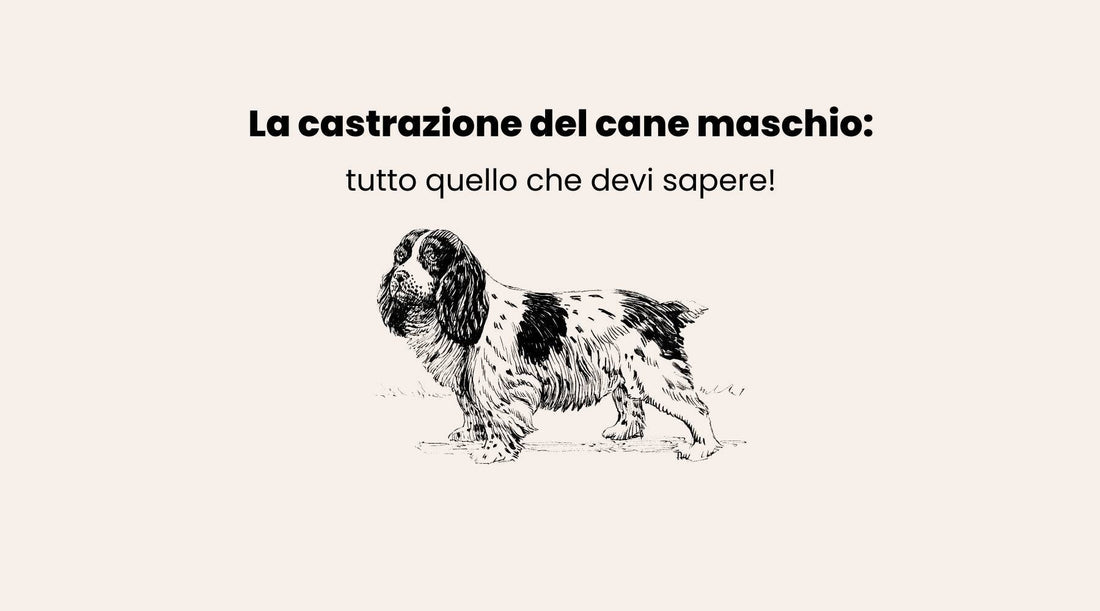 Castrazione cane maschio, cosa sapere.