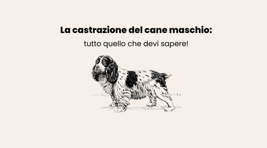 Castrazione cane maschio, cosa sapere.