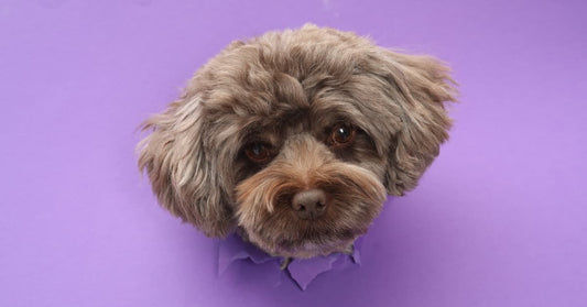 Cane con pelo riccio che guarda attraverso un foro viola, prodotti per benessere animale