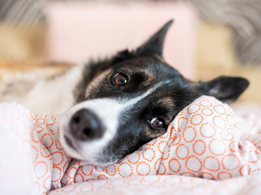 Cane rilassato su cuscino con motivo a cerchi arancioni, prodotto per benessere animale