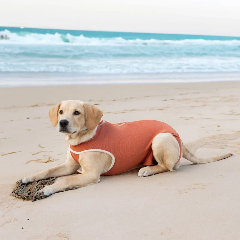 Cane in body post operatorio arancione sulla spiaggia, benessere animale e recupero dopo intervento chirurgico