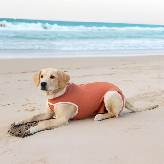 Cane in body post operatorio arancione sulla spiaggia, benessere animale e recupero dopo intervento chirurgico