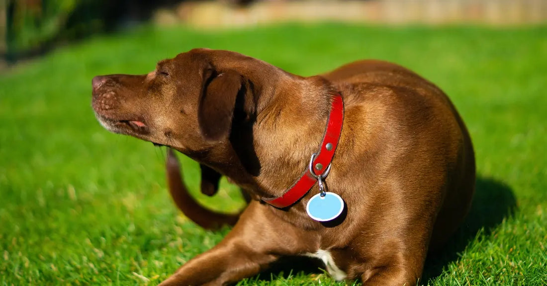 Cane che si gratta: Cosa Fare?