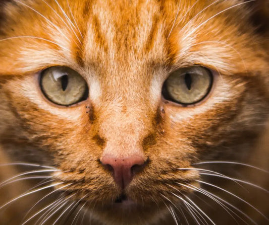 Gatto arancione con occhi verdi, prodotti per benessere animale per gatti