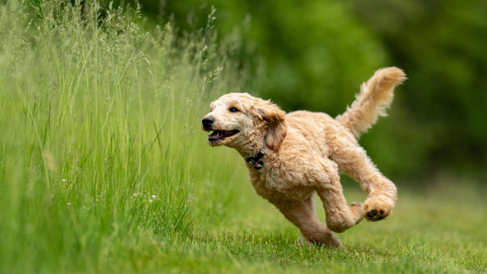 Cane felice che corre in un prato verde, simbolo di benessere animale e vita attiva per cani.