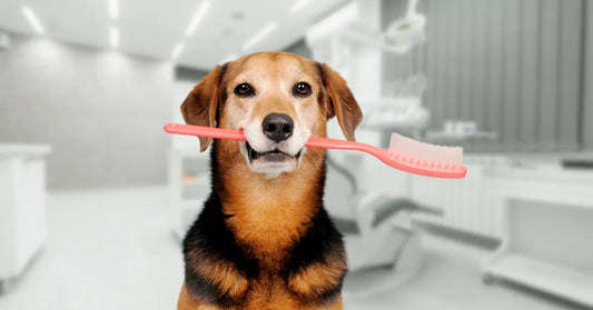 "Lavare" i denti al cane con le crocchette