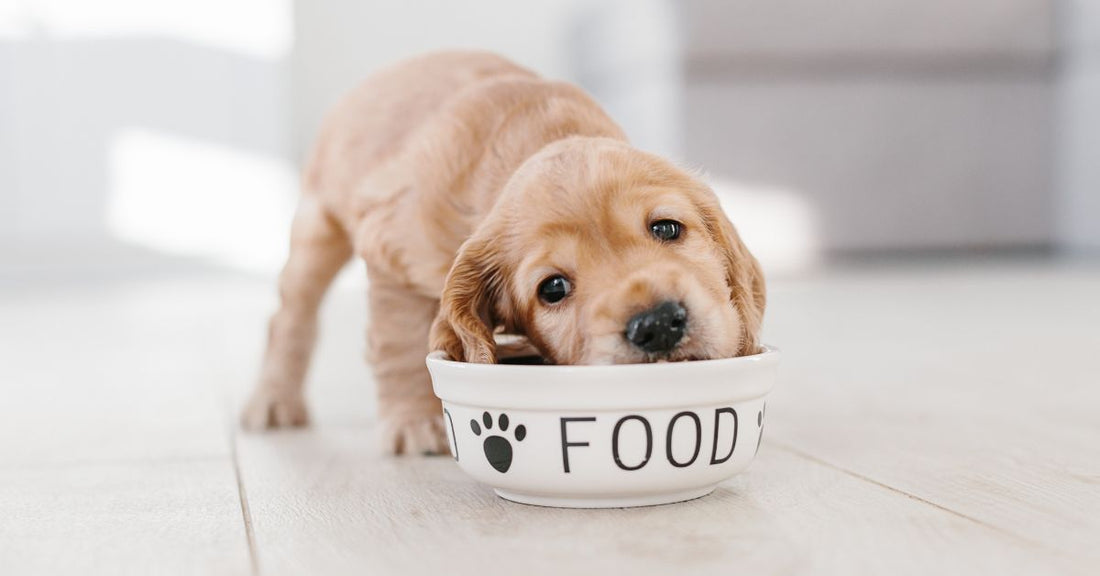 Cucciolo di cane che mangia da ciotola con scritta FOOD, prodotti per benessere animale