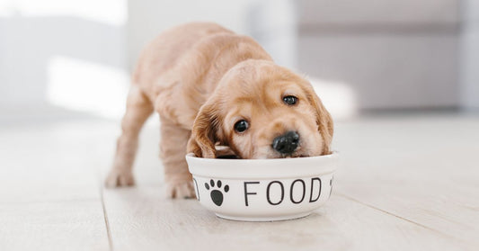 Cucciolo di cane che mangia da ciotola con scritta FOOD, prodotti per benessere animale