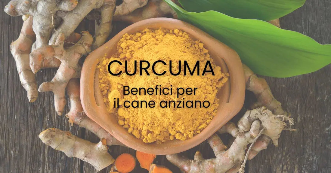 Curcuma, benefici per il cane anziano