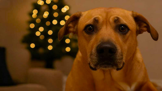 Cane spaventato dai botti di capodanno