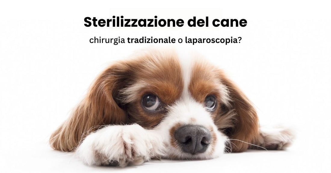 Laparoscopia sterilizzazione cane.