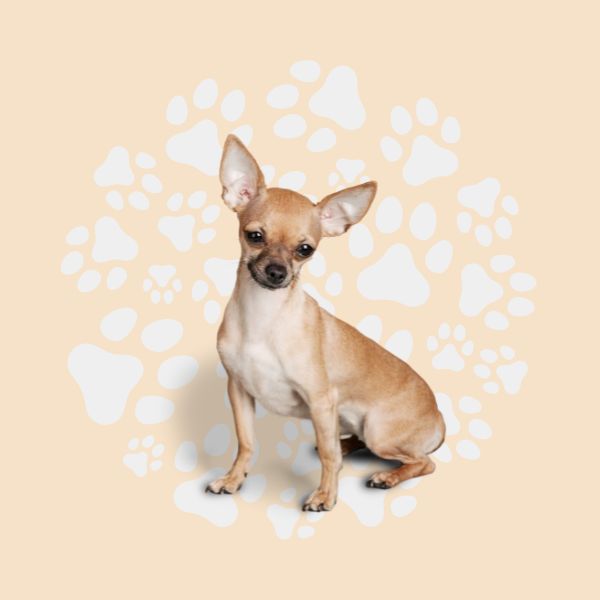 Crocchette per cani di piccola taglia