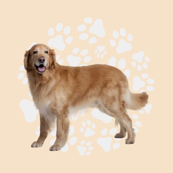Crocchette per cani adulti