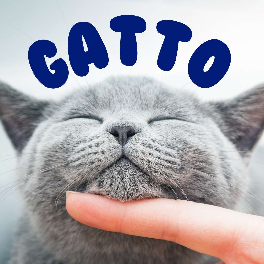 Gatto