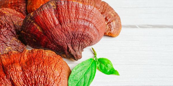 Reishi (Ganoderma lucidum), aggiunto nella quinta formulazione