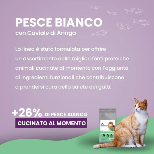 Cibo secco per gatti con pesce e caviale di aringa fresco