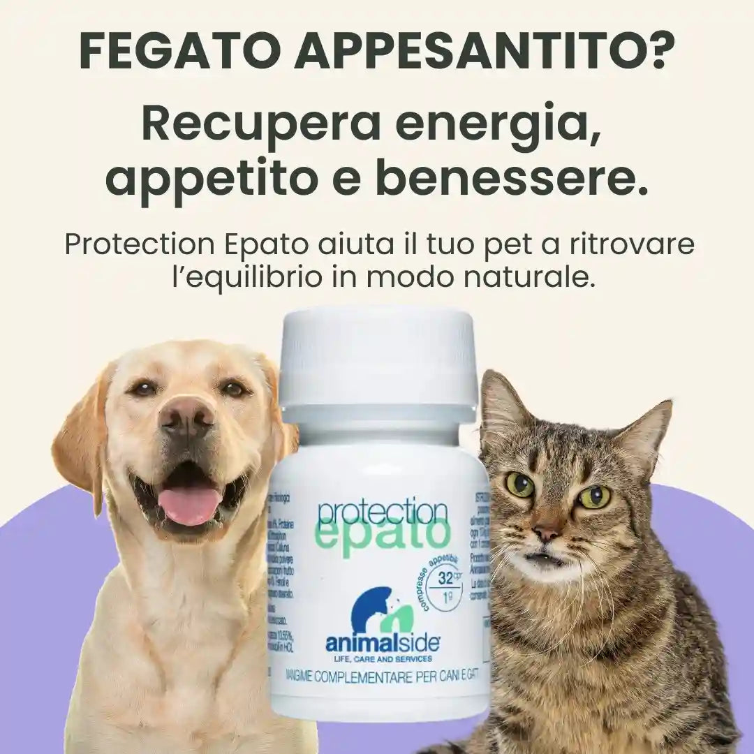 Perdita di appetito nel cane e nel gatto - Protection Epato