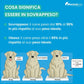 Tabella Labrador in sovrappeso o obeso, basata sul peso ideale