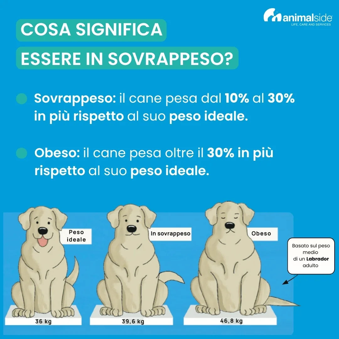 Tabella Labrador in sovrappeso o obeso, basata sul peso ideale
