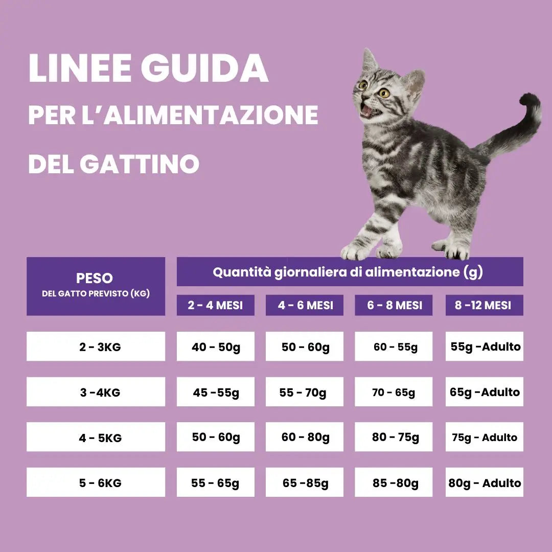Quanto deve mangiare un gattino? Tabella