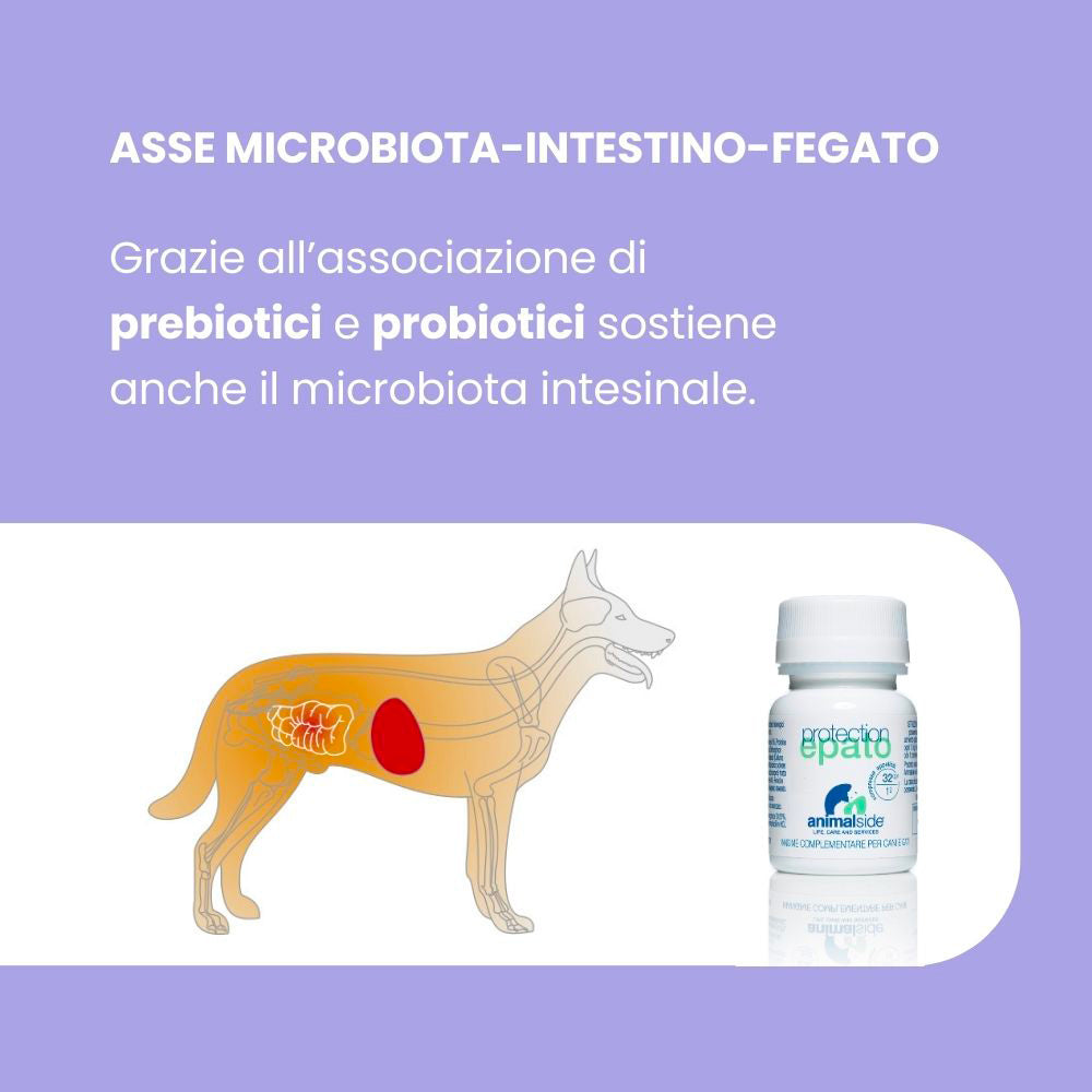 Fegato cane probiotici