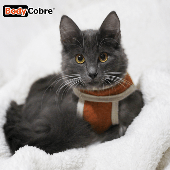 Gatto in cuccia che indossa BodyCobre