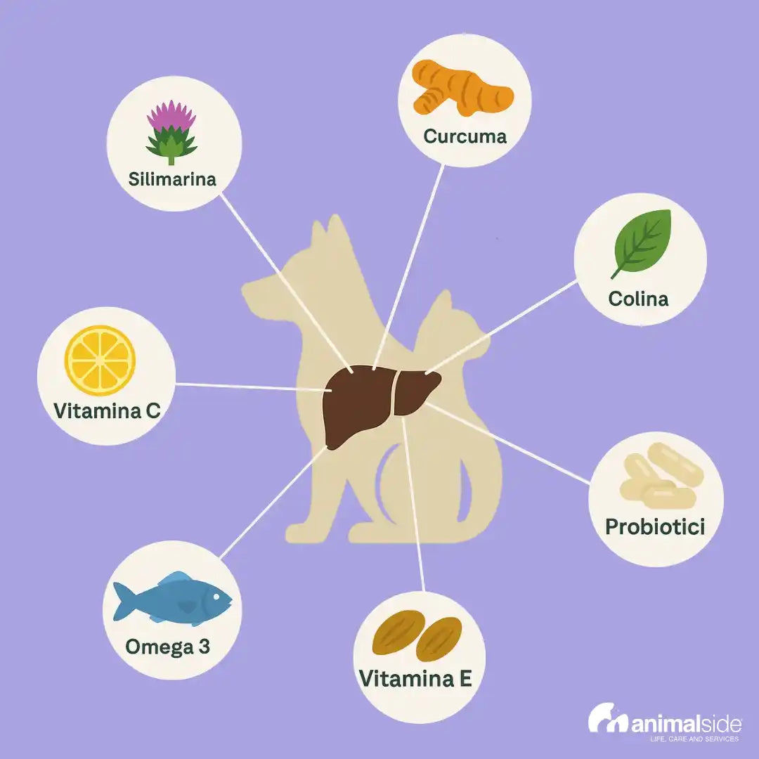 Protection Epato per cani e gatti: Silimarina, Curcuma, Colina, Proiotici, Omega 3
