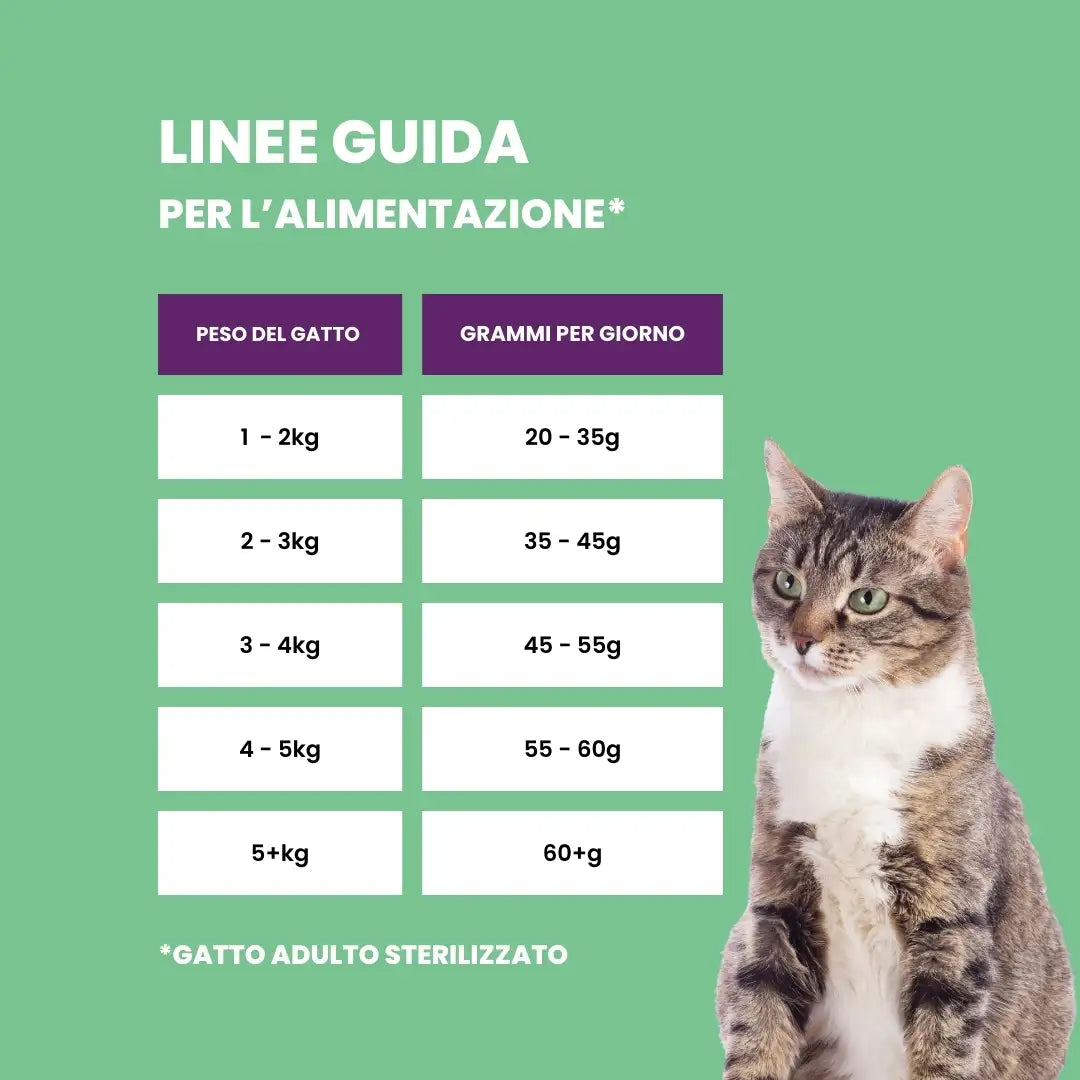 Tabella alimentazione crocchette Maine Coon gatto